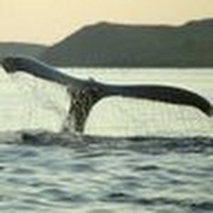 Meet your Posher, Marisa